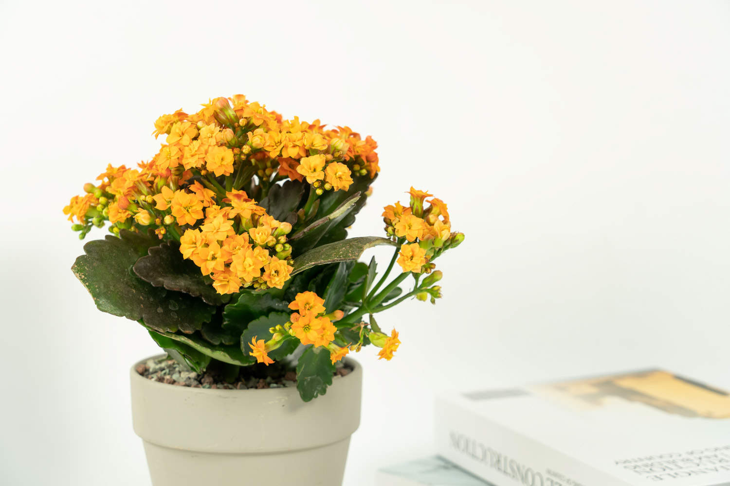 如何使长寿花在圣诞开花