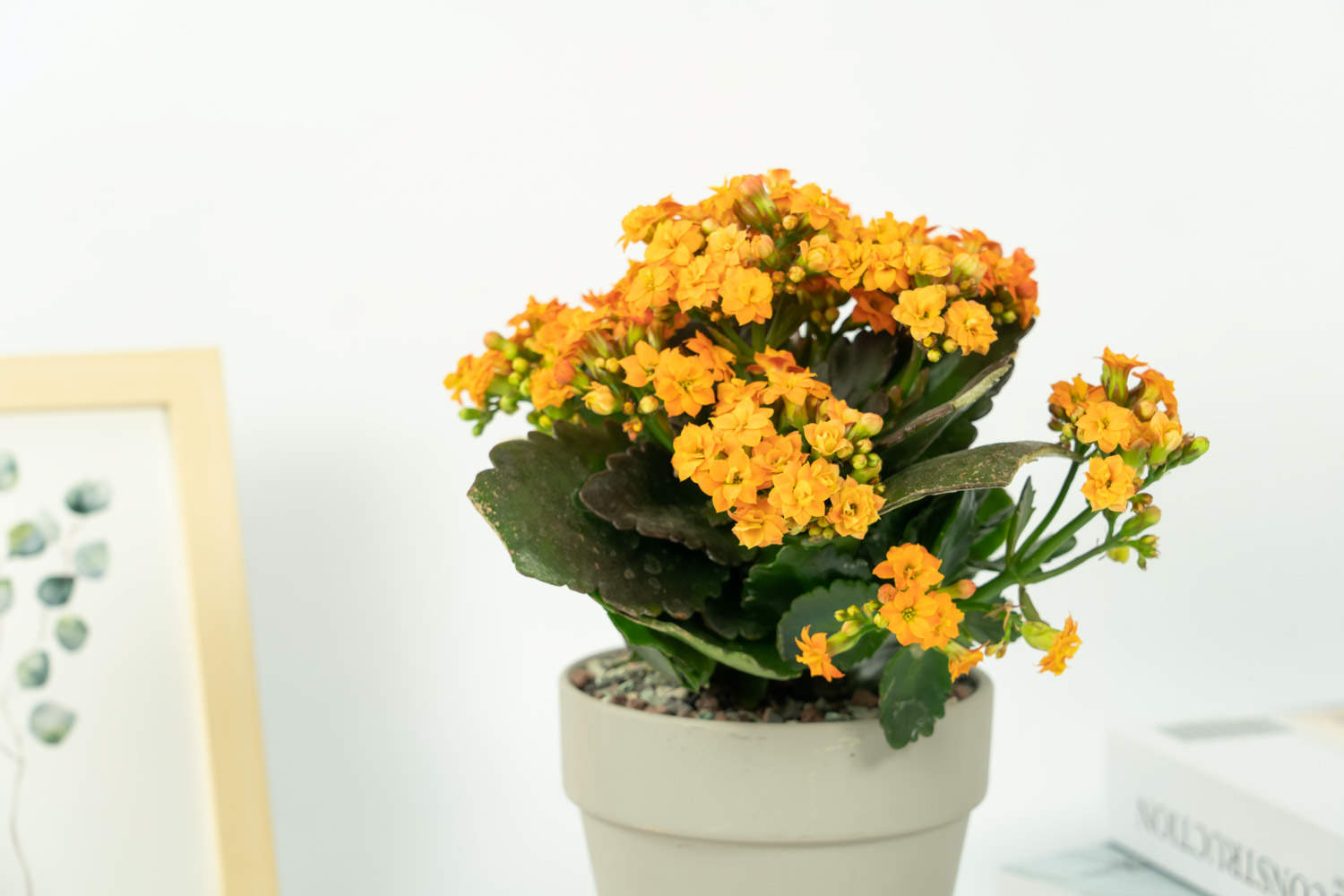 正月给“长寿花”做个小动作，花苞再长一倍，枝芽蹿不停！