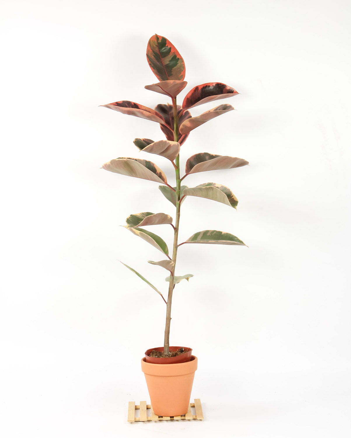 橡皮树怎么养才长的好