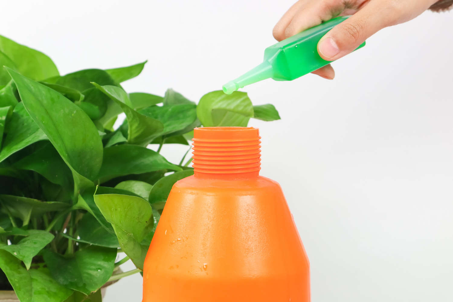 绿萝适合放在哪里养