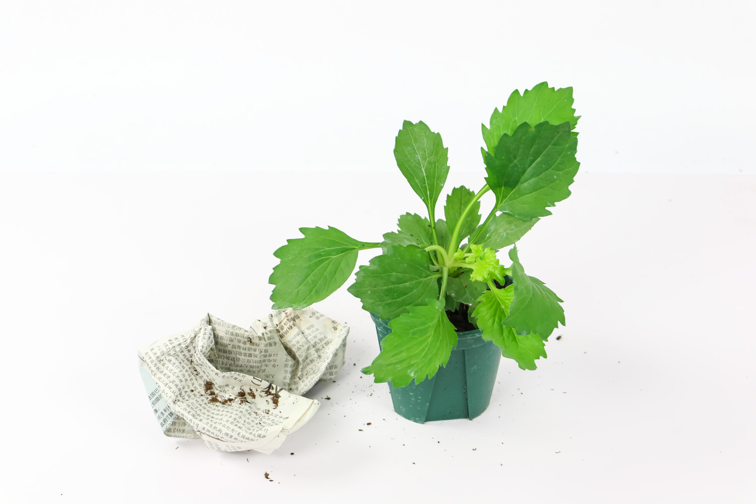 翠菊什么时候开花