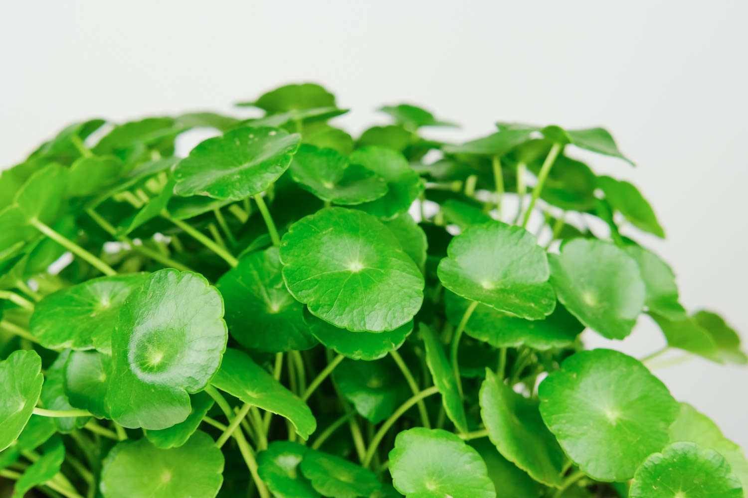 铜钱草叶子比碗大，绿萝疯长100米，到底咋养的？