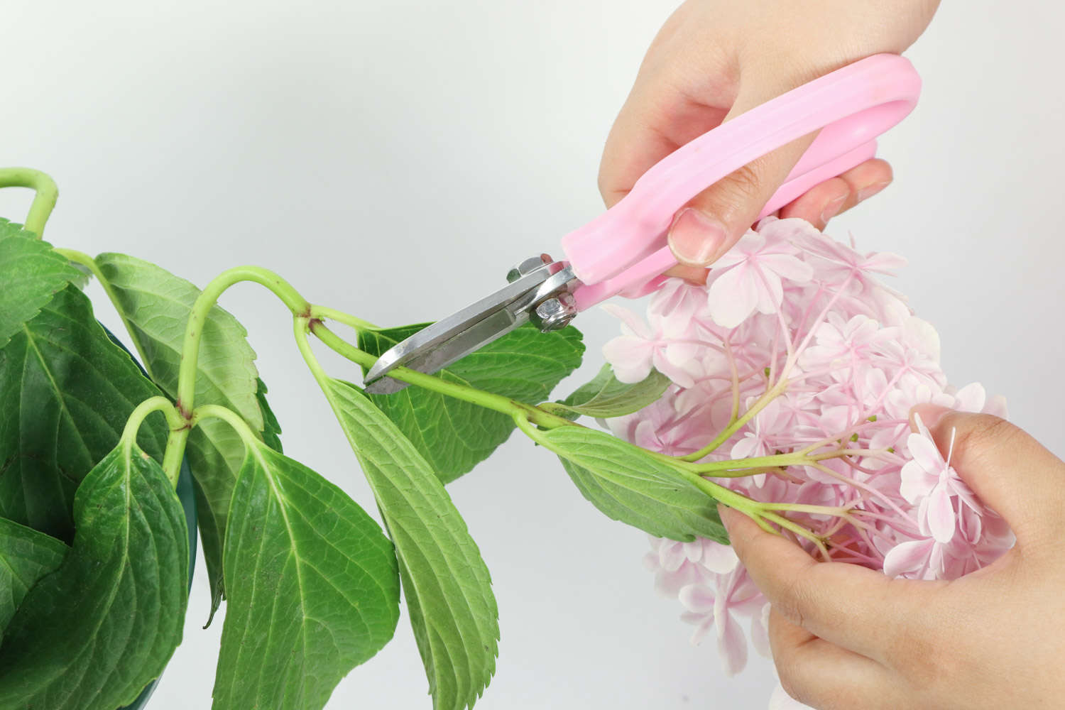 花市买的“绣球花”种子，拿给朋友看，却被说太傻，上当了？