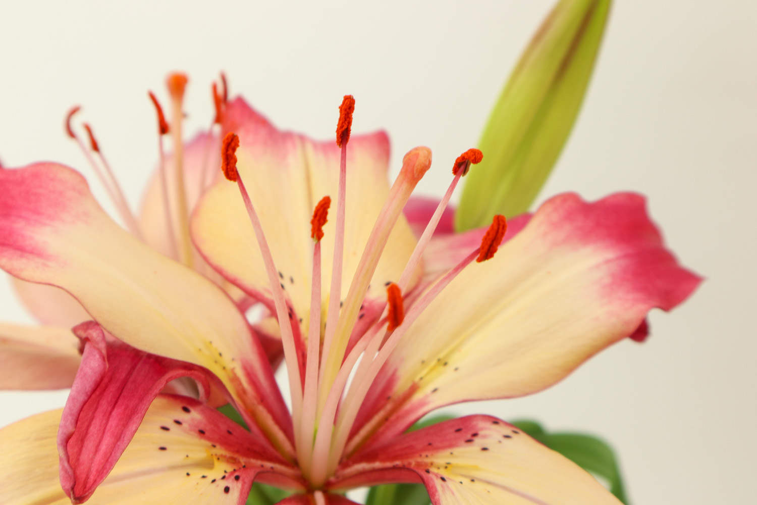 蚌埠适合养什么花，市花和市树是什么