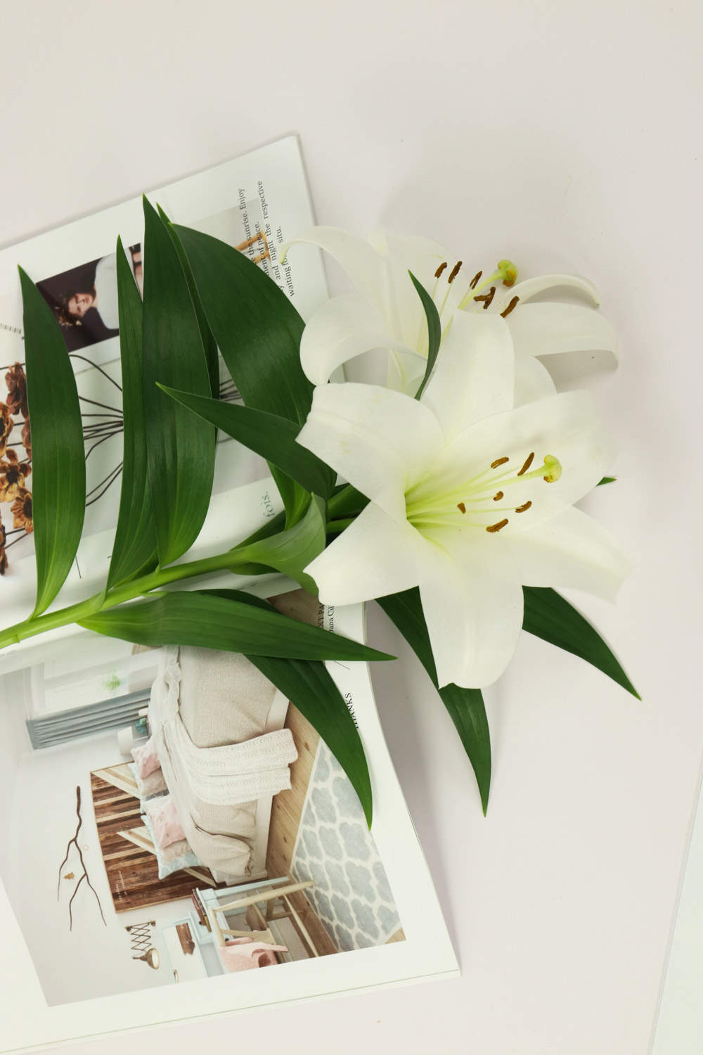 百合花长太高怎么处理，百合徒长能导致不开花吗