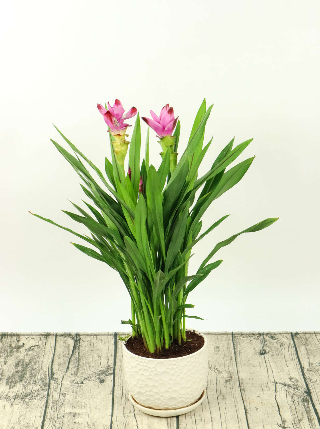 姜荷花怎么养，会一直开花吗