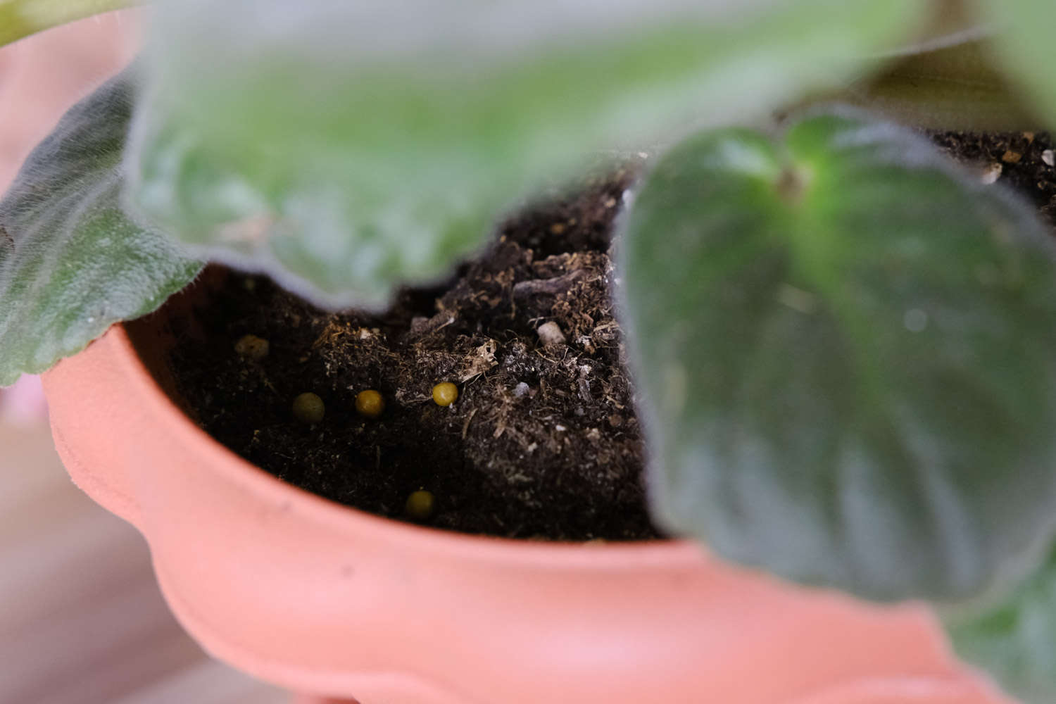 非洲堇播种繁殖全过程