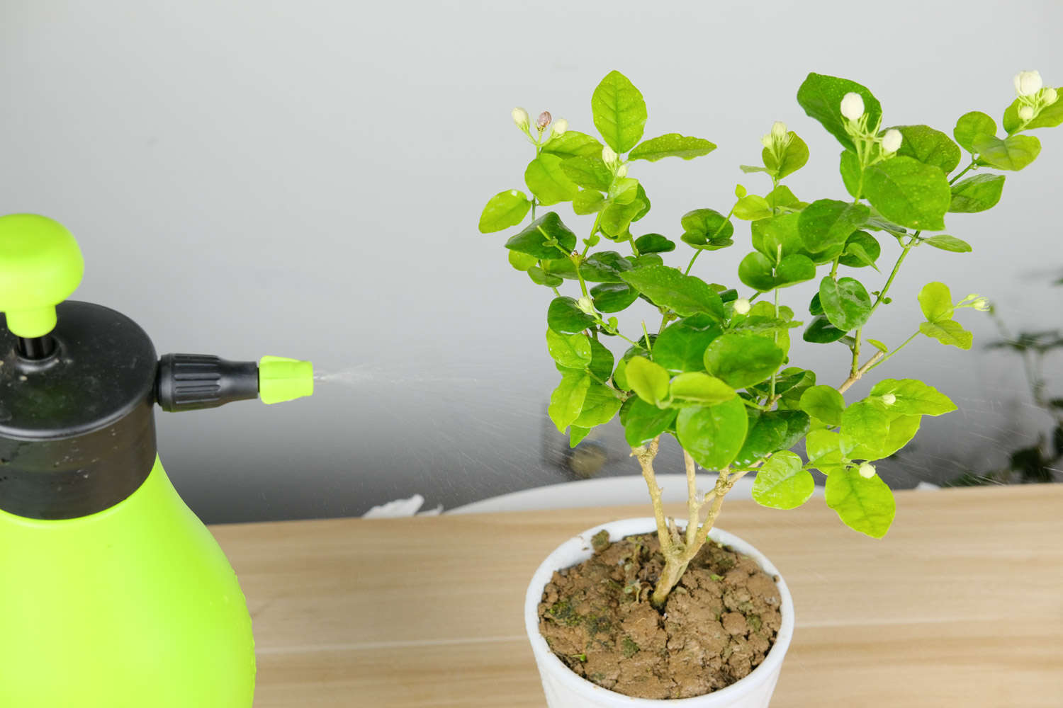 茉莉花的开花规律