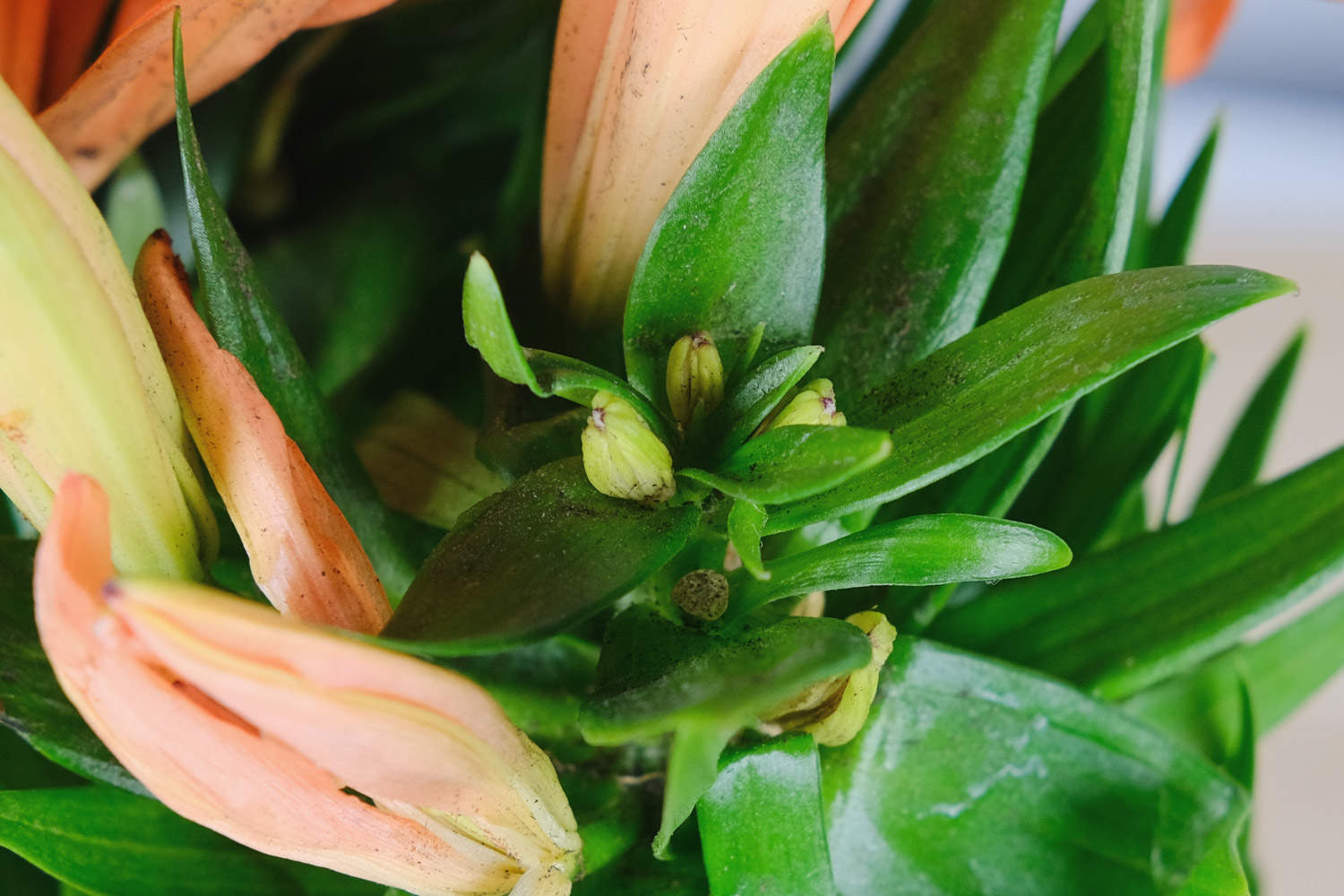 宜宾适合养什么花，市花和市树是什么