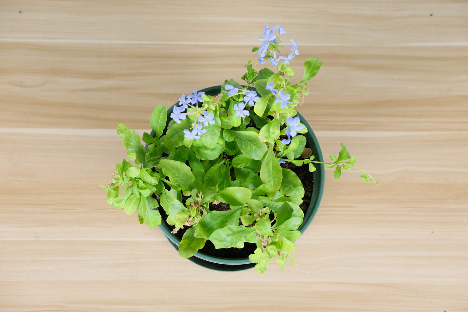 蓝雪花扦插方法和时间