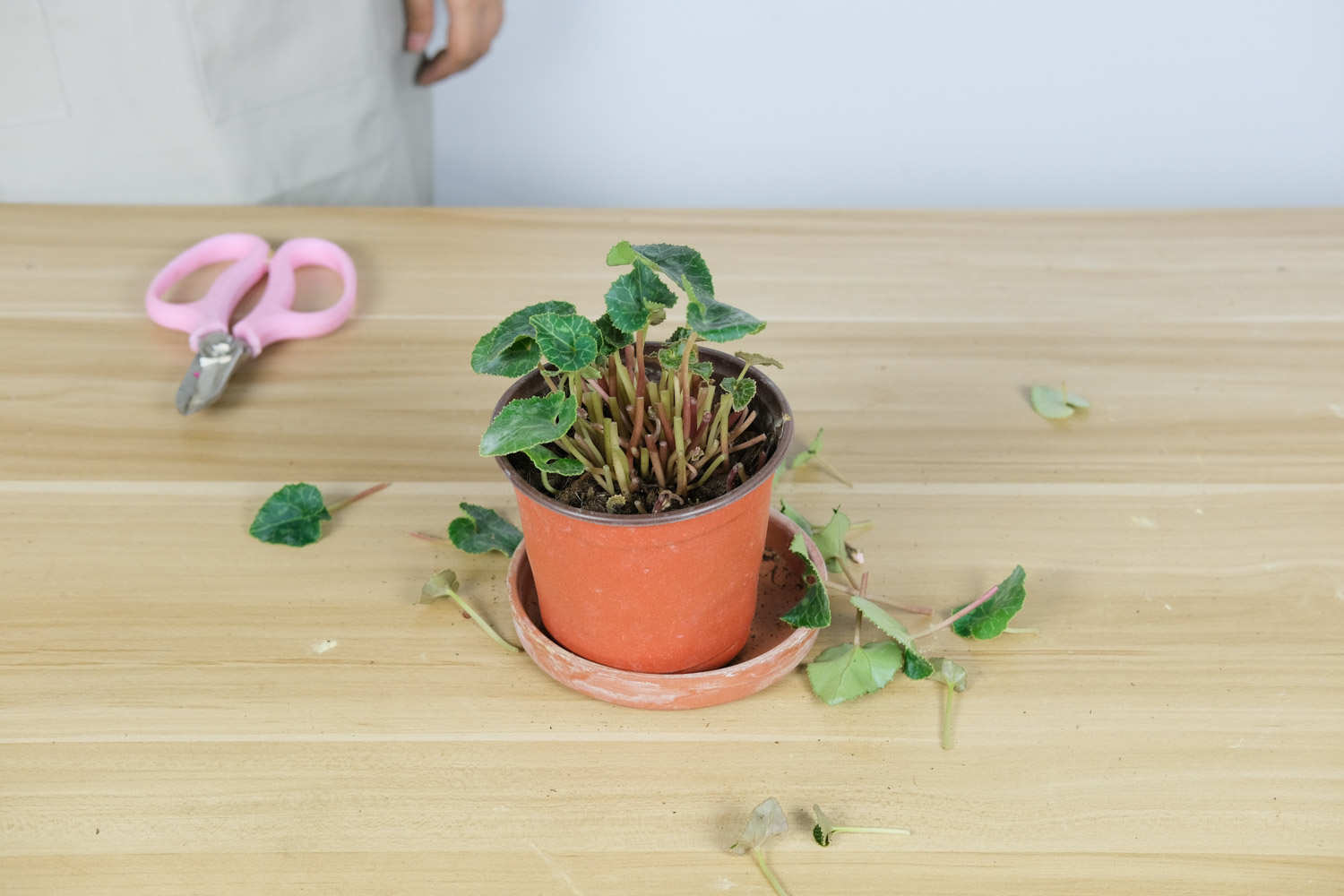 刚买回来的仙客来可以换盆吗