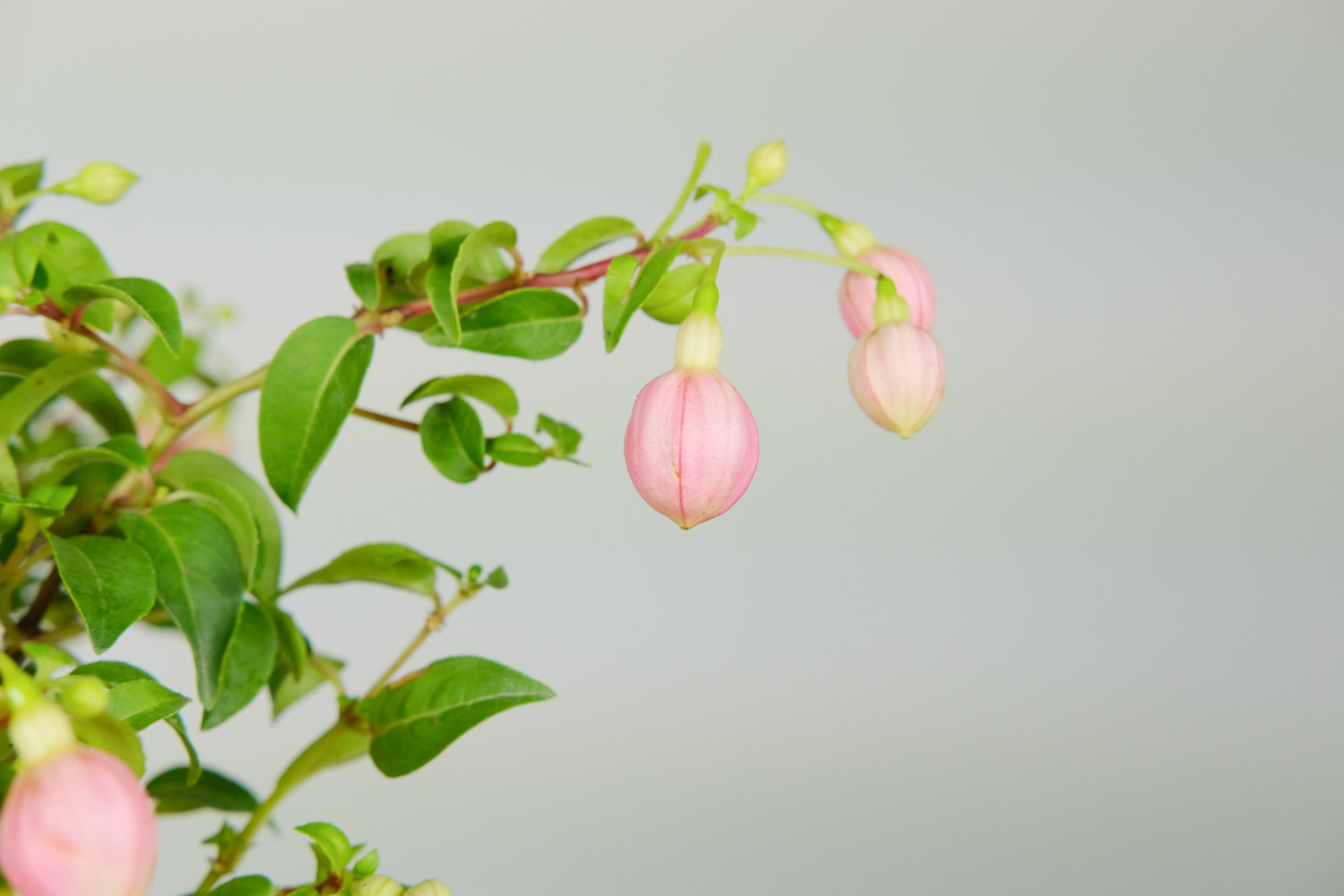 倒挂金钟 倒挂金钟