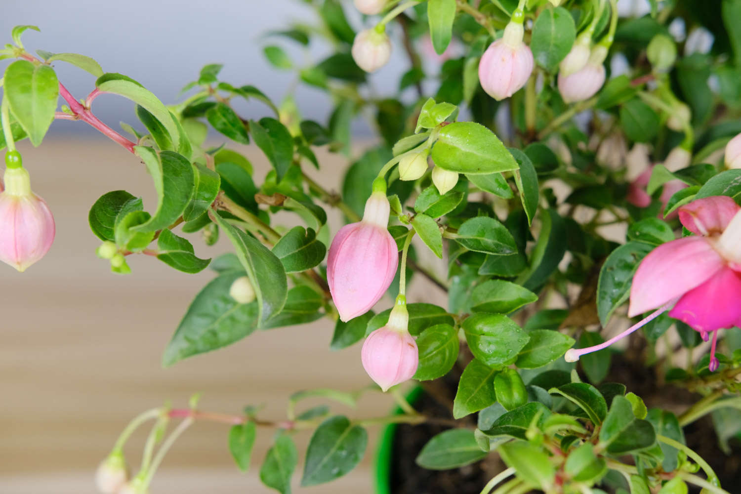 倒挂金钟 倒挂金钟