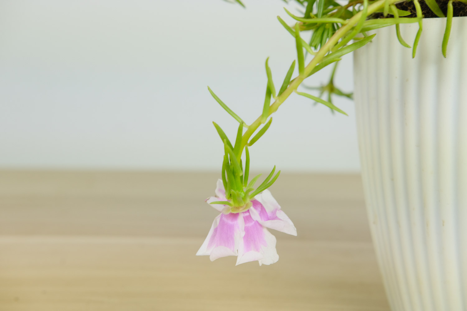 太阳花喜欢什么土壤，用什么土壤栽培