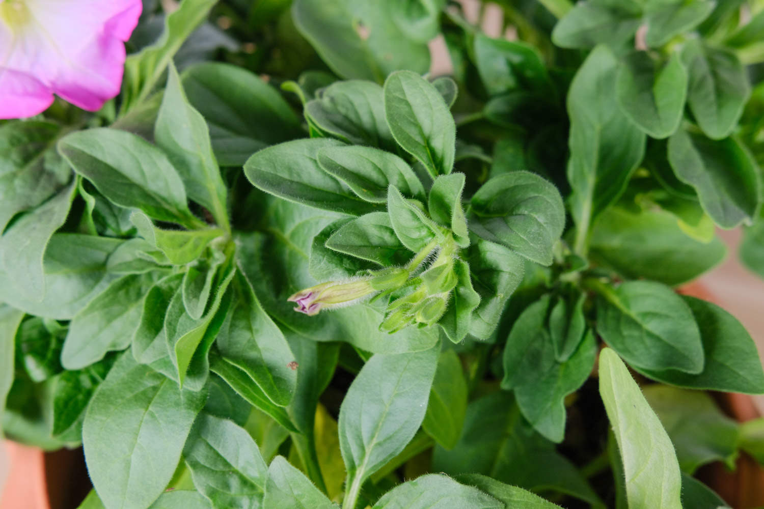 矮牵牛怎么扦插