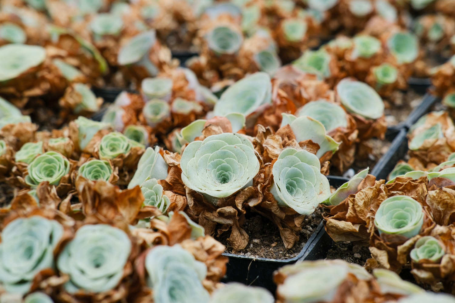 山地玫瑰怎么发根