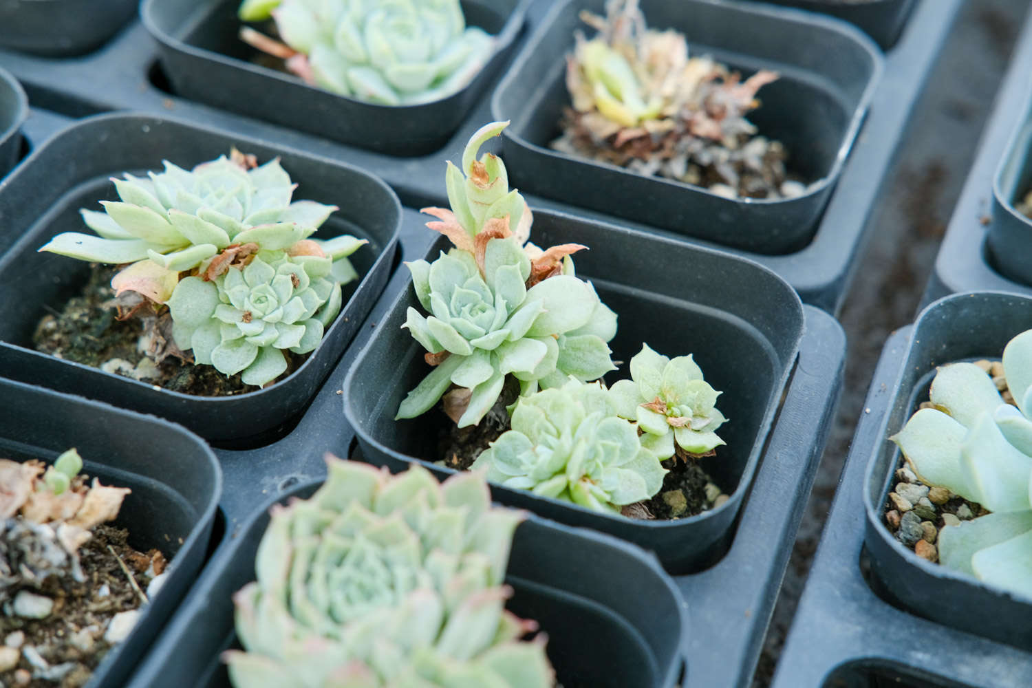 多肉植物换盆的过程