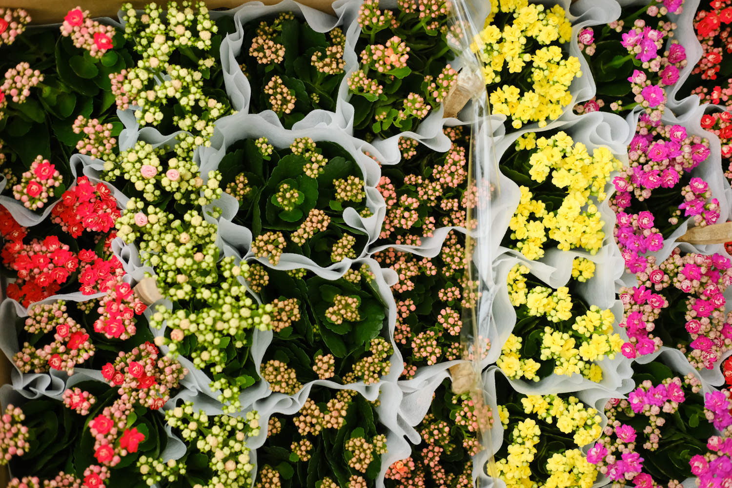 长寿花可以嫁接吗