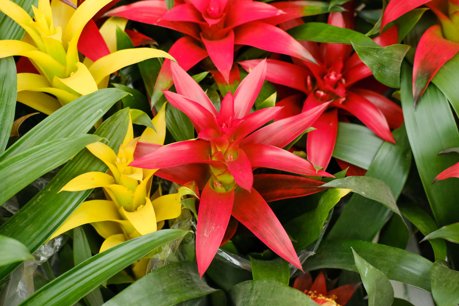 鸿运当头花颜色变淡怎么办