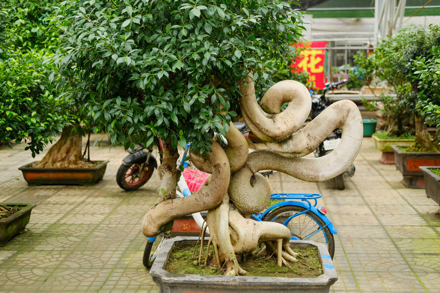 人参榕盆景如何修剪