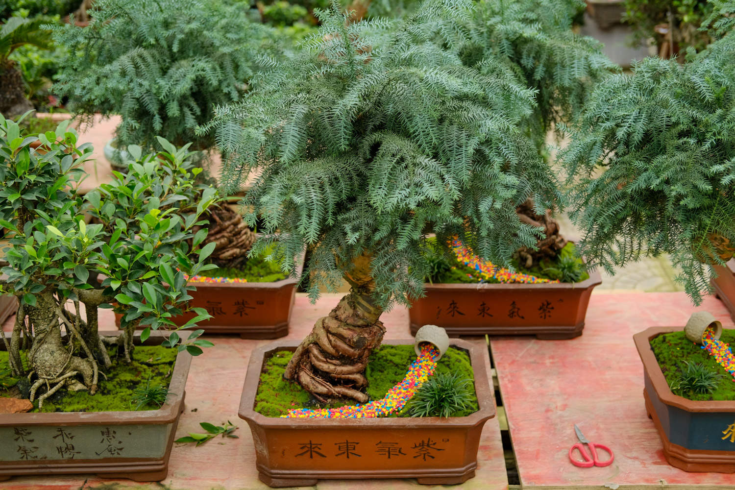 澳洲杉盆景怎么修剪