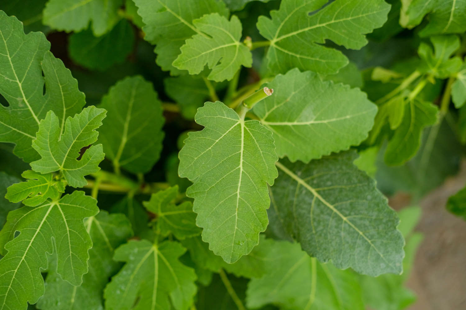 阳台无花果的种植方法