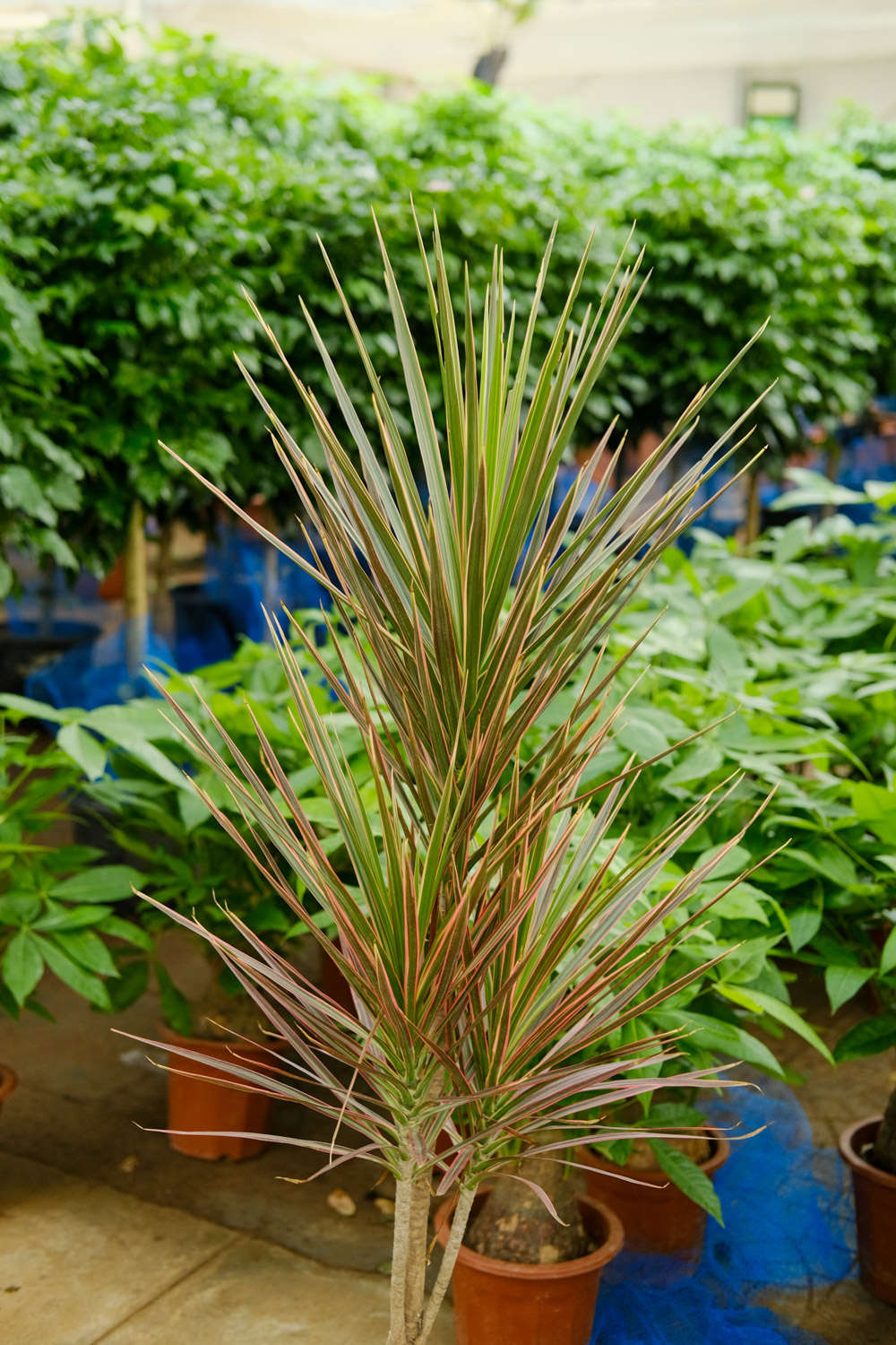 千年木怎么修剪