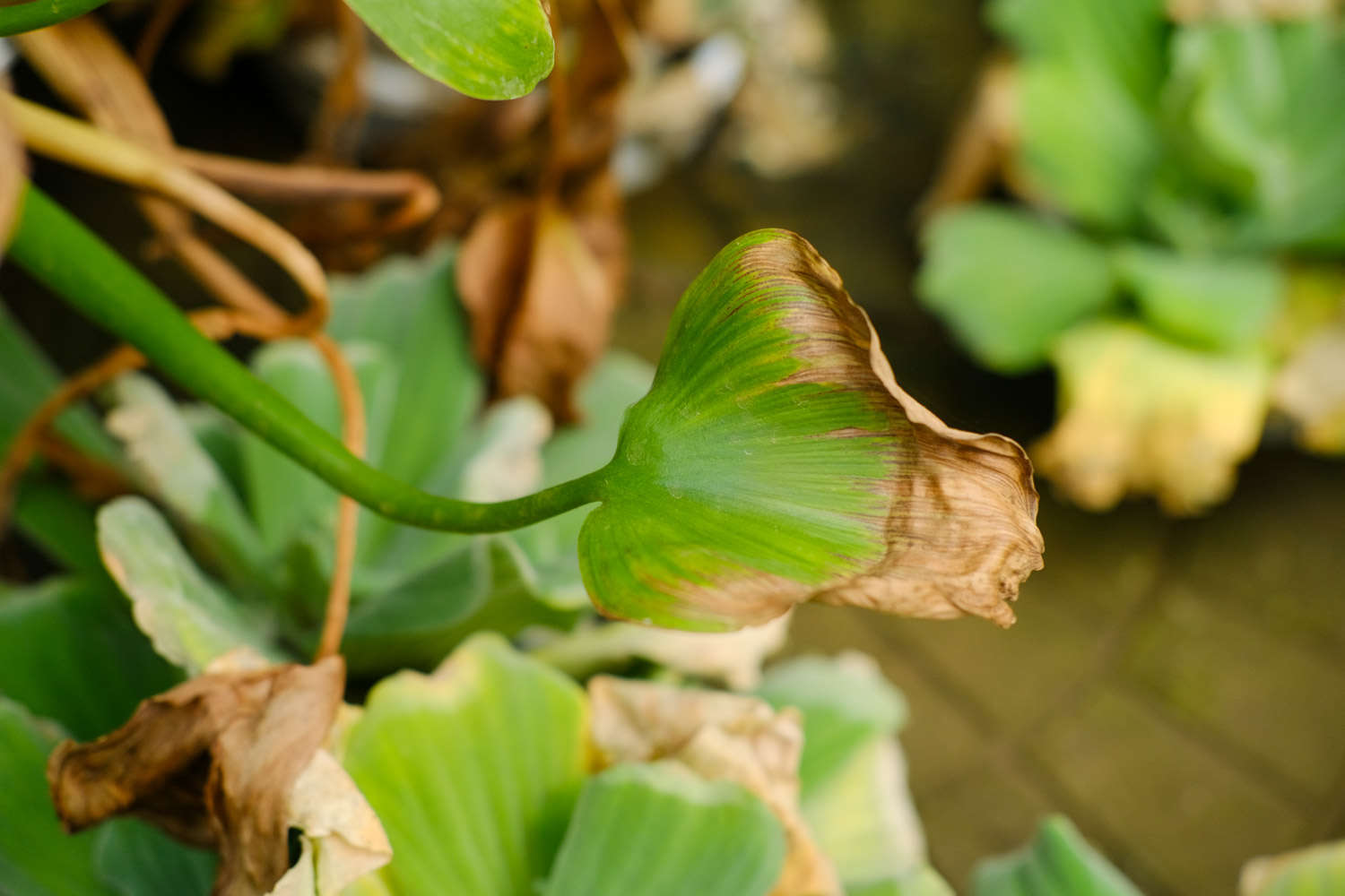 凤眼蓝的栽培方法