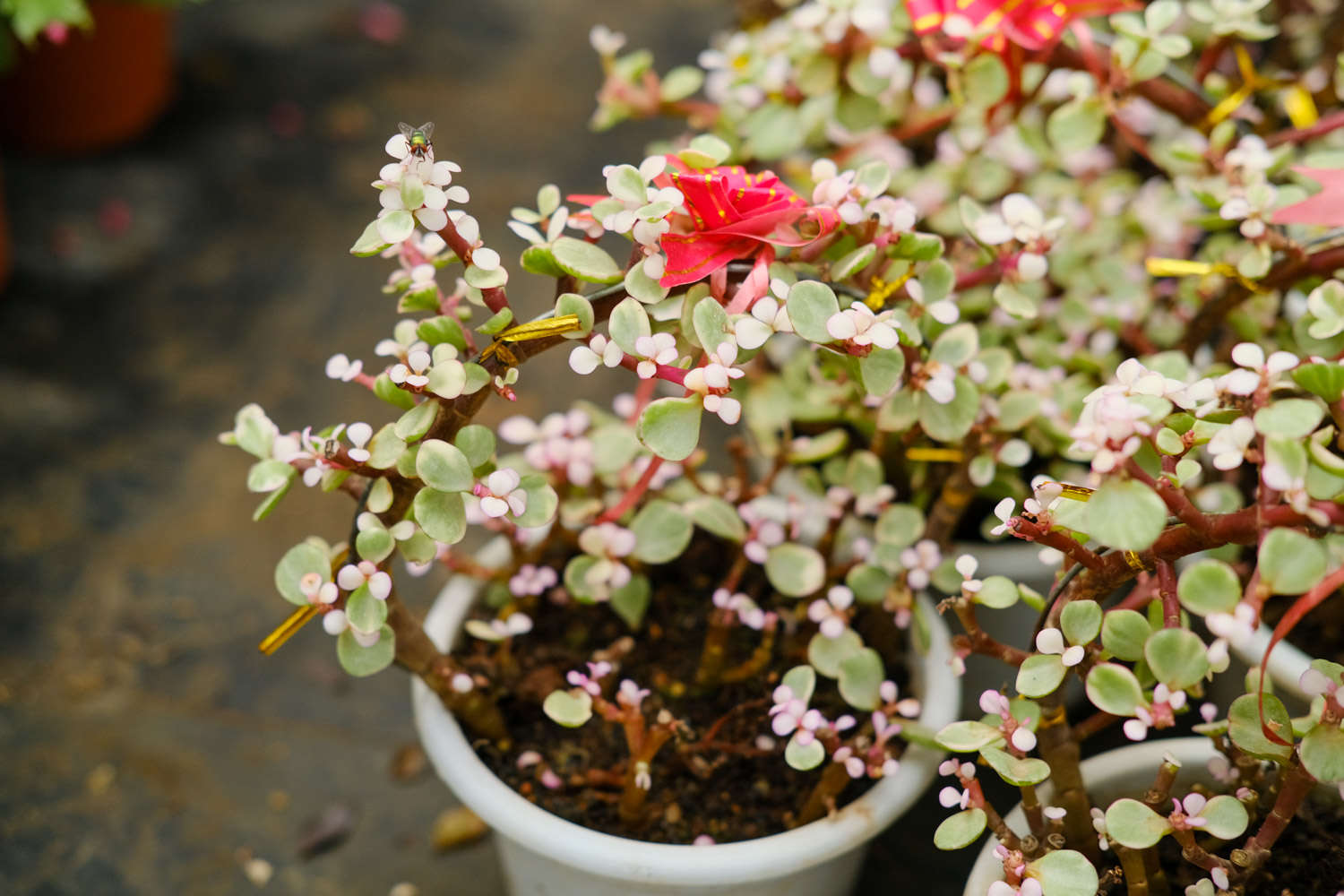 雅乐之舞如何保持粉色