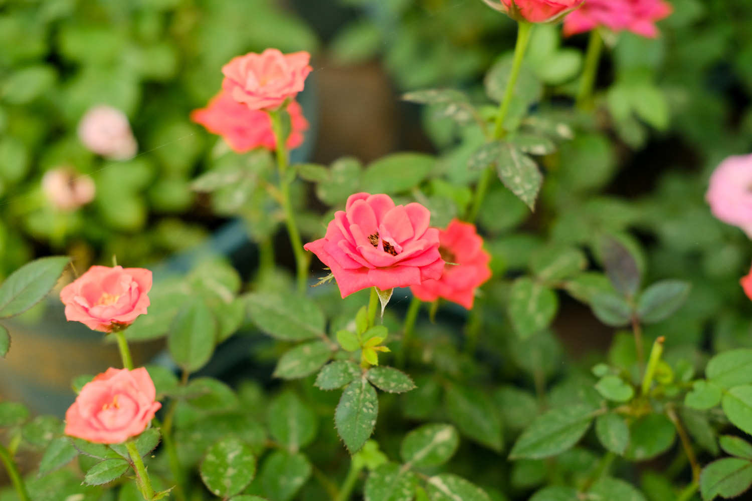 常德适合养什么花，市花和市树是什么