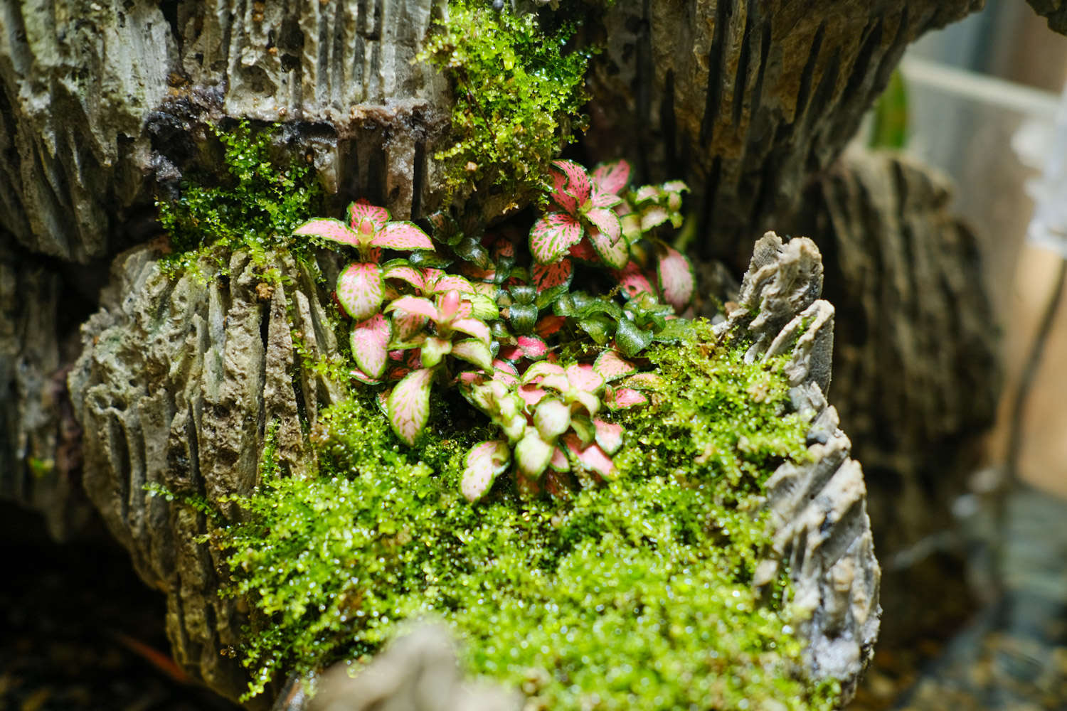 网纹草怎么施肥