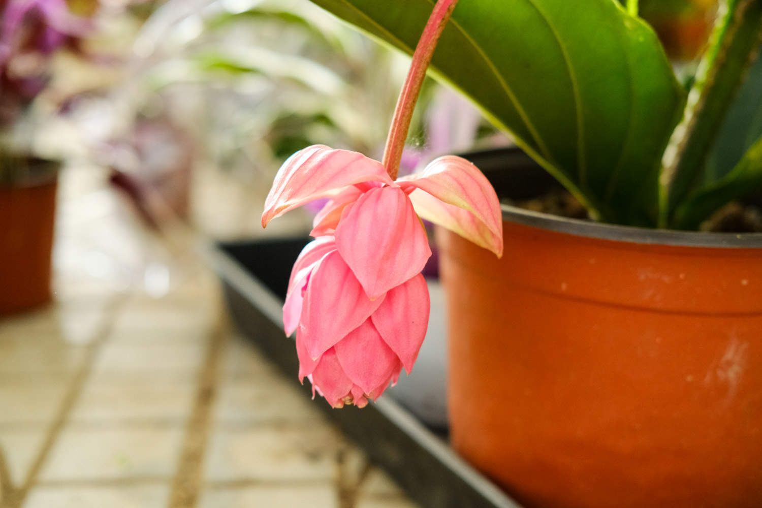 宝莲灯怎么扦插