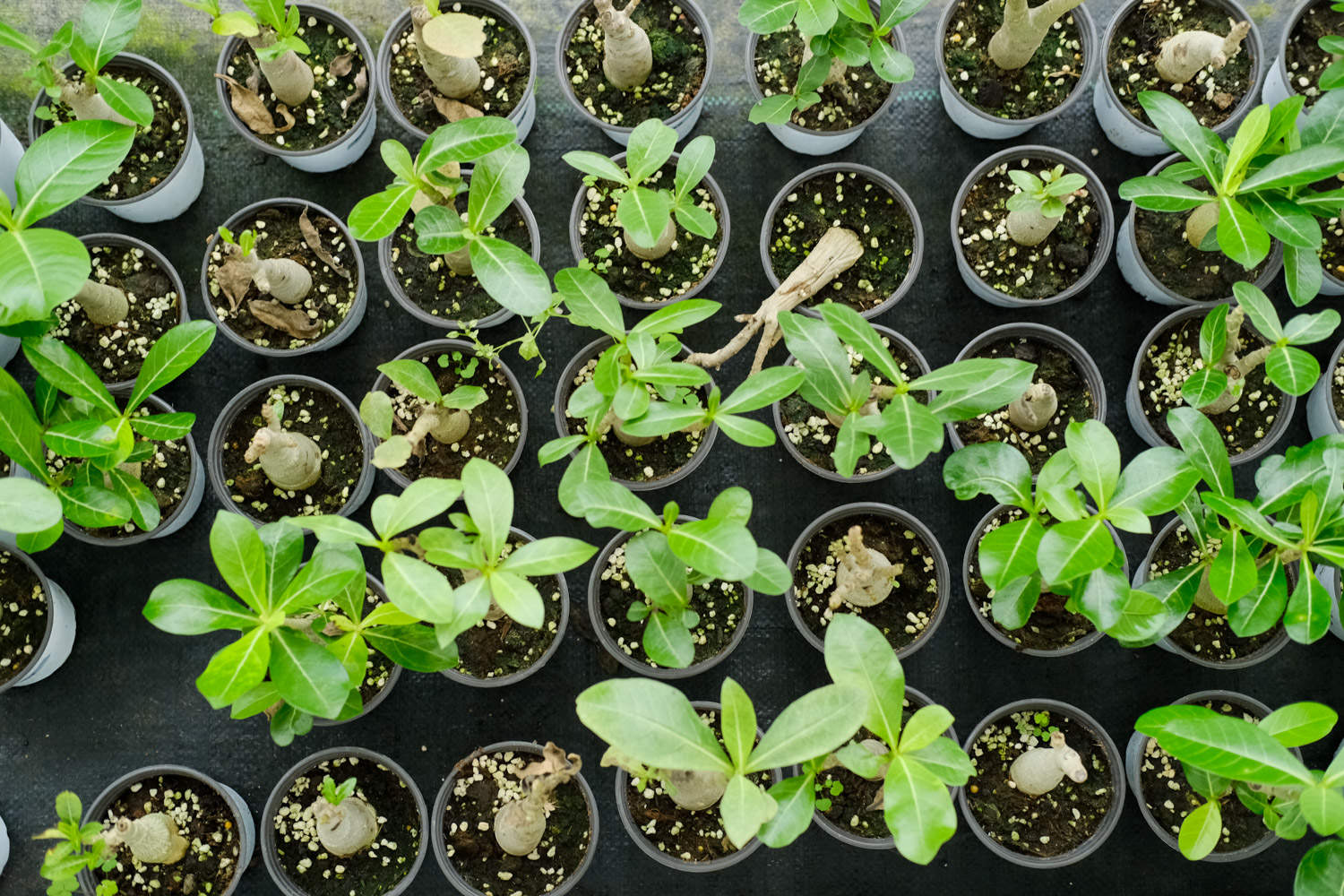 新买的沙漠玫瑰怎么养