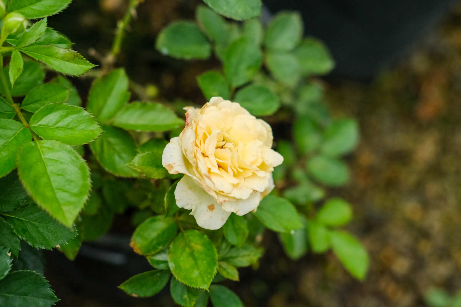 月季缺肥的表现