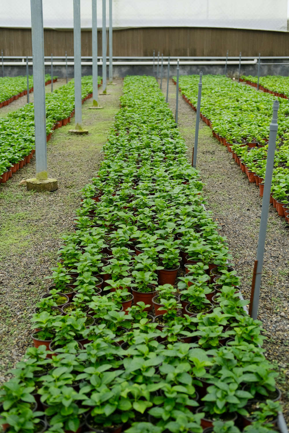 绣球花可以放客厅吗，通过空气有毒吗