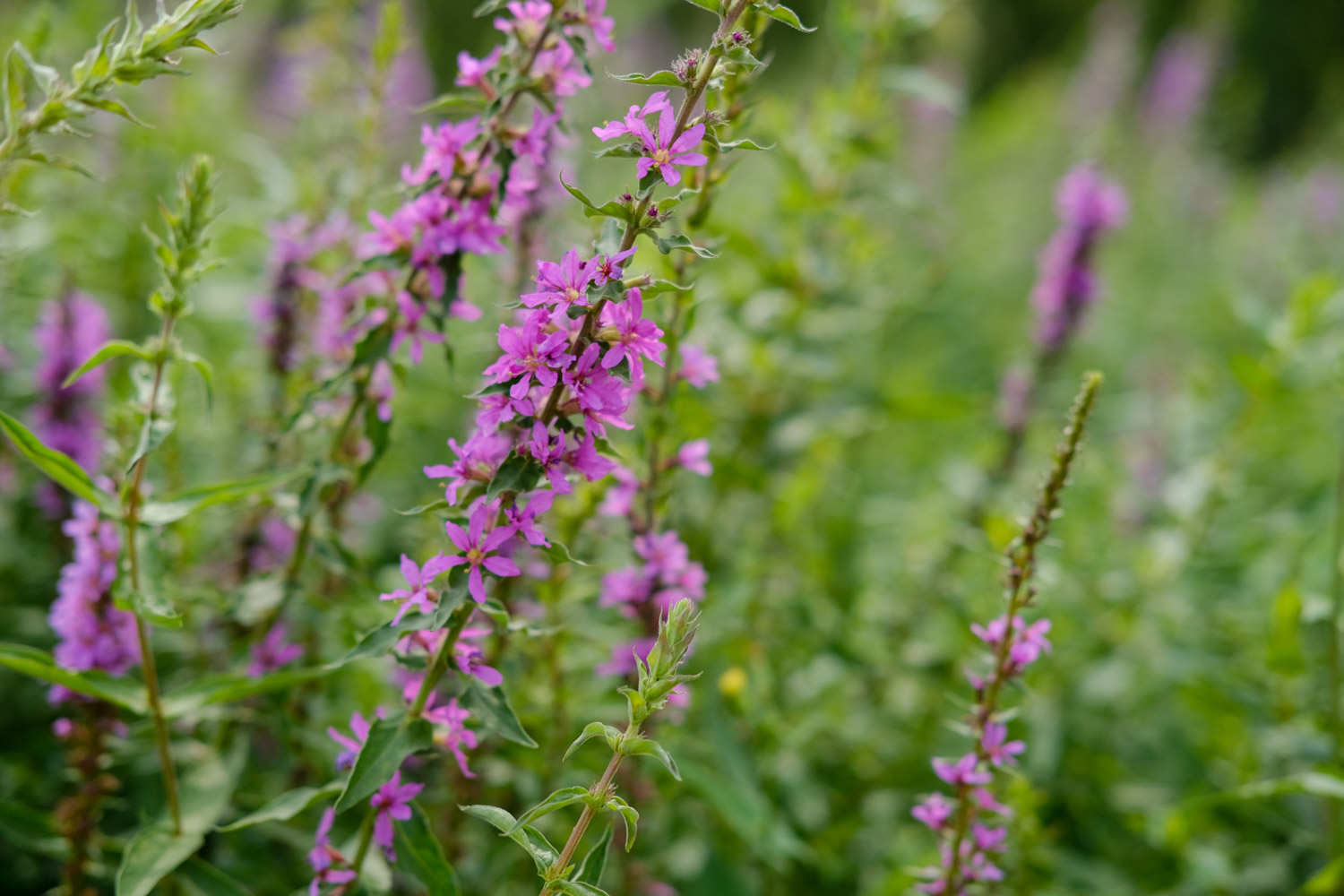 千屈菜的养殖方法和注意事项