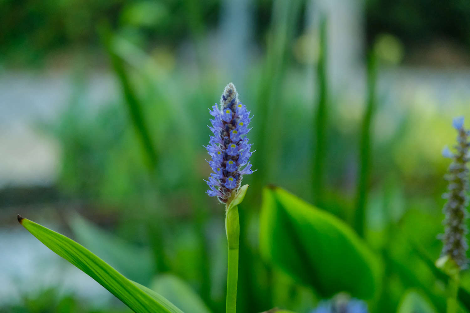 梭鱼草的养殖方法和注意事项
