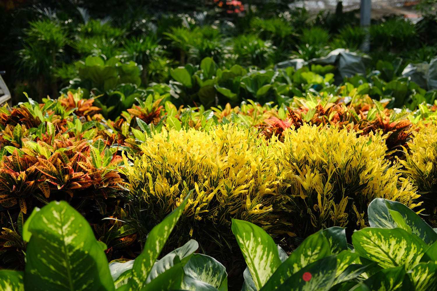 变叶木怎么养比较好