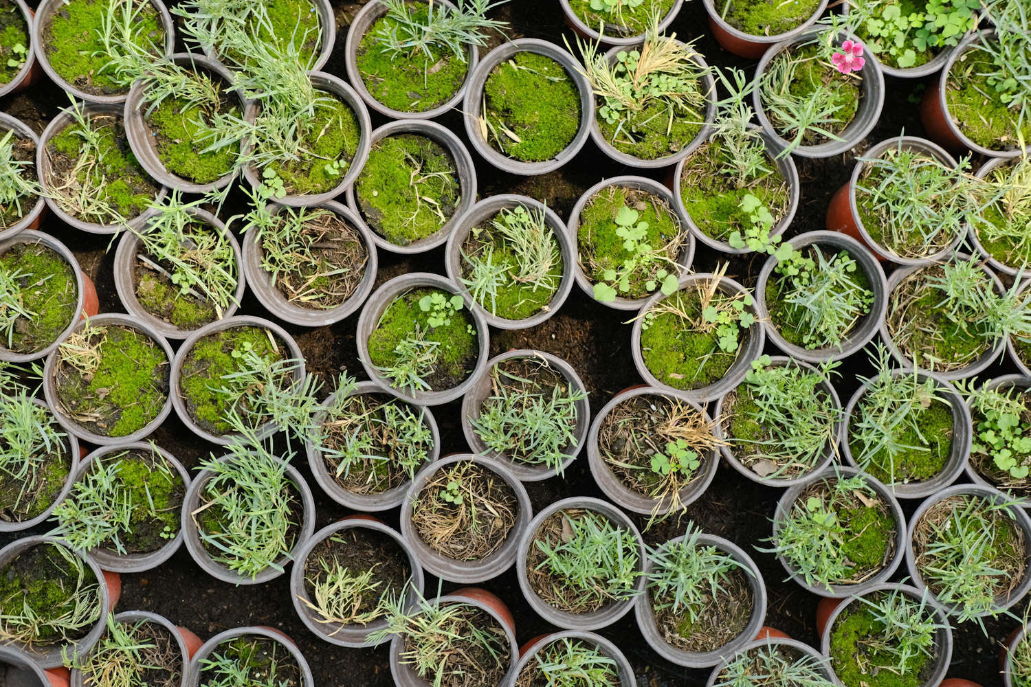 地被石竹怎么养