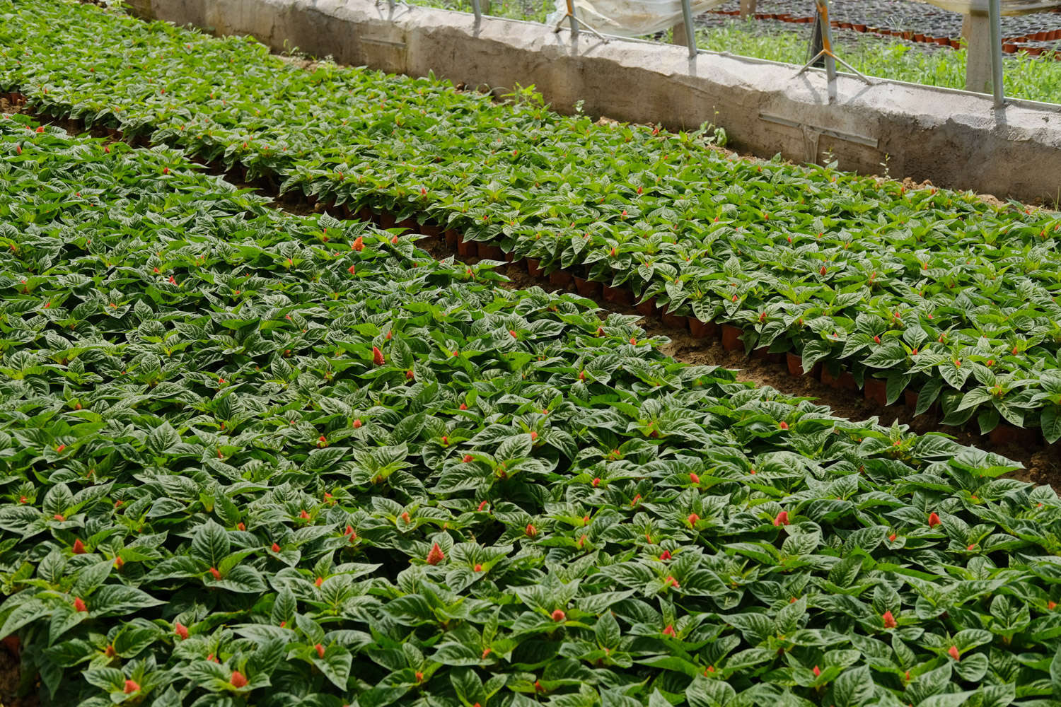 鸡冠花怎么浇水