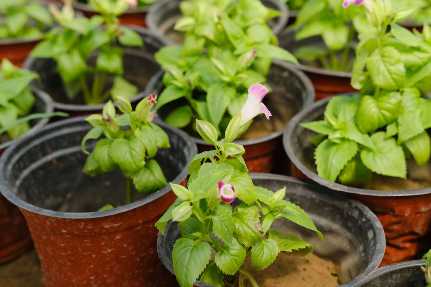 夏堇种子怎么种