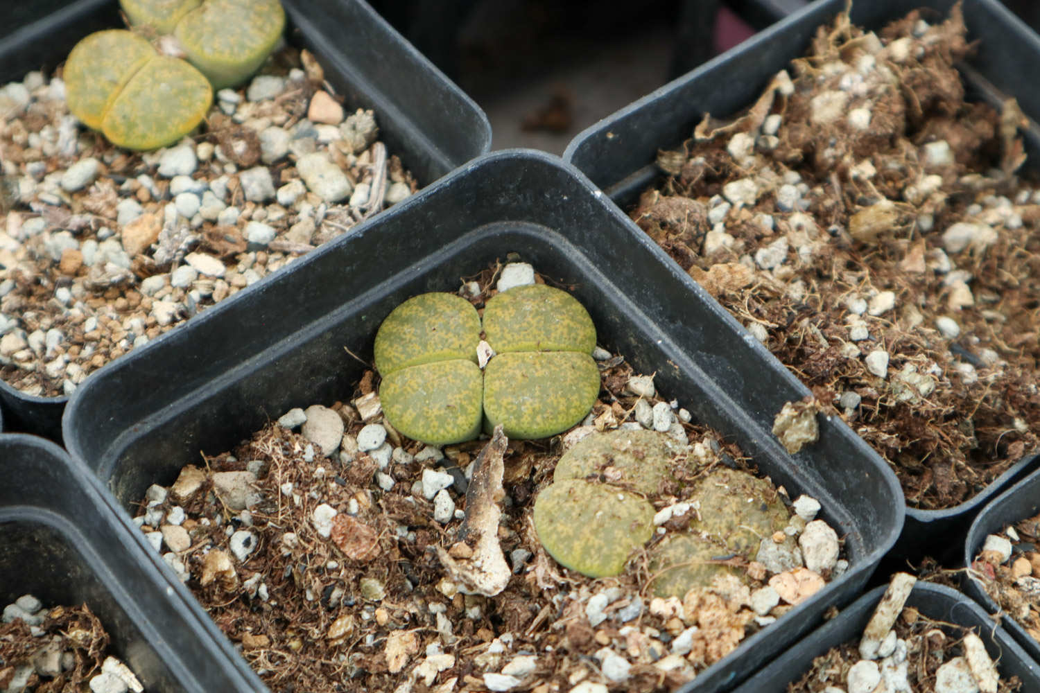 生石花什么时候开花