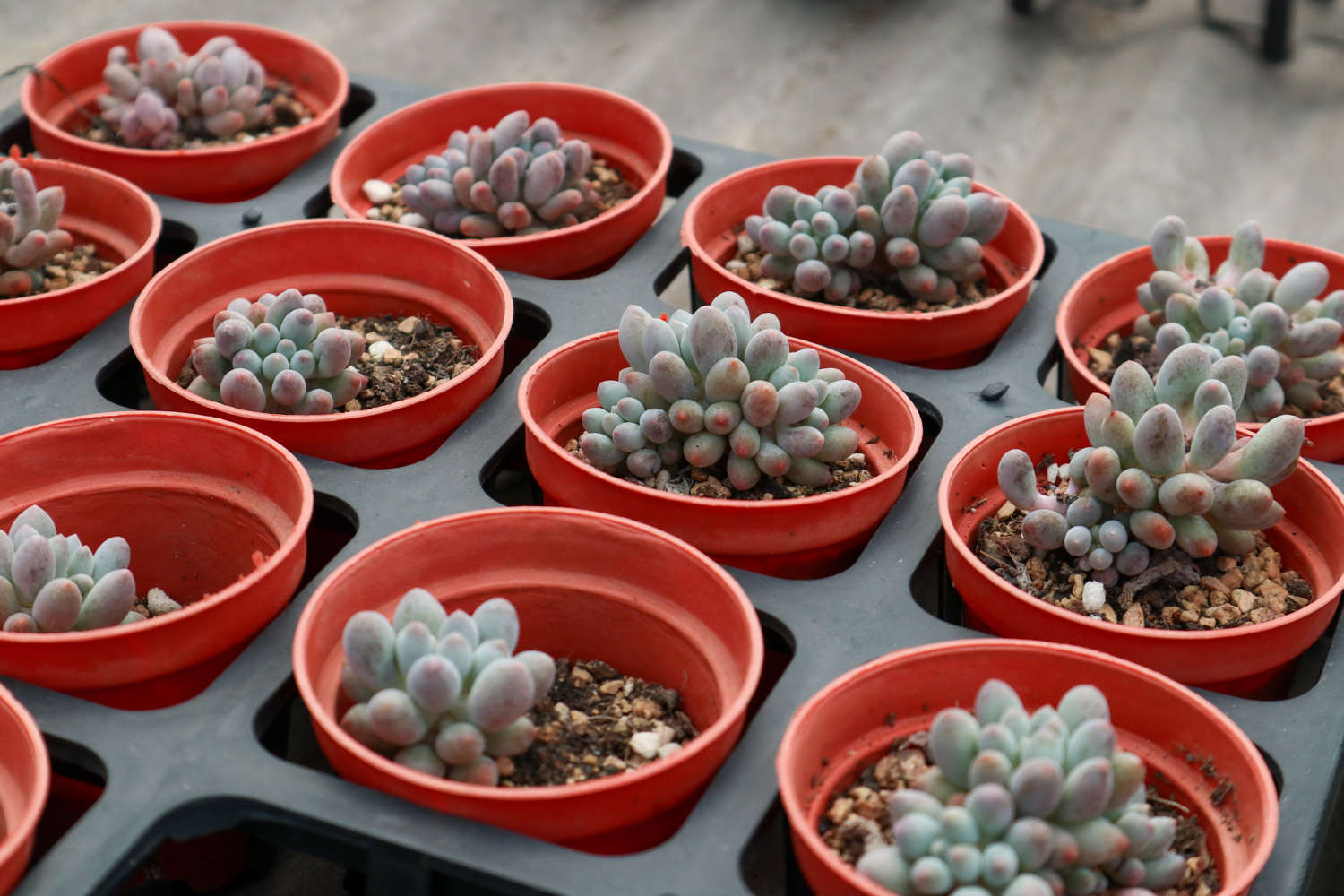 多肉叶插迅速发芽法