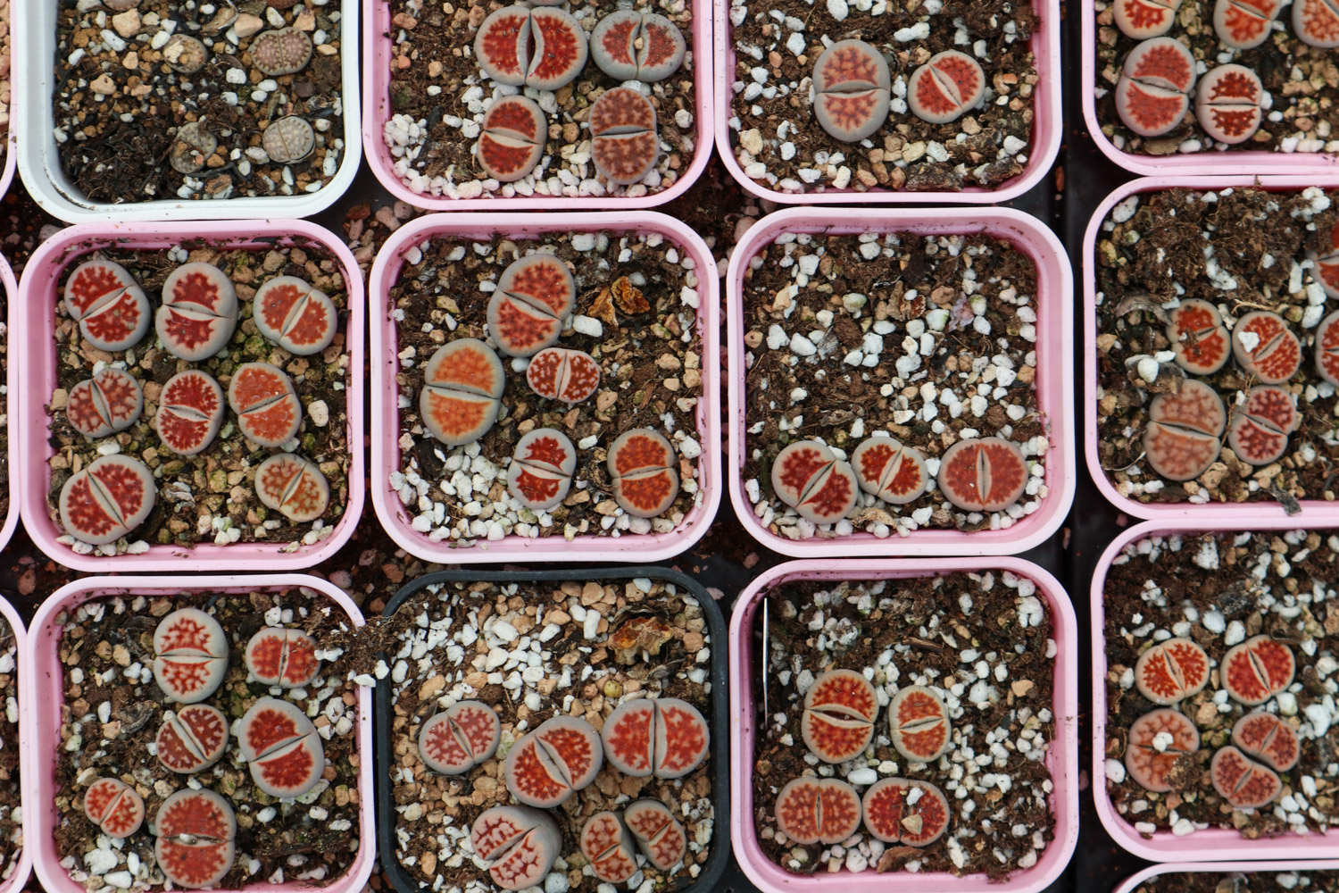 生石花养殖常见问题