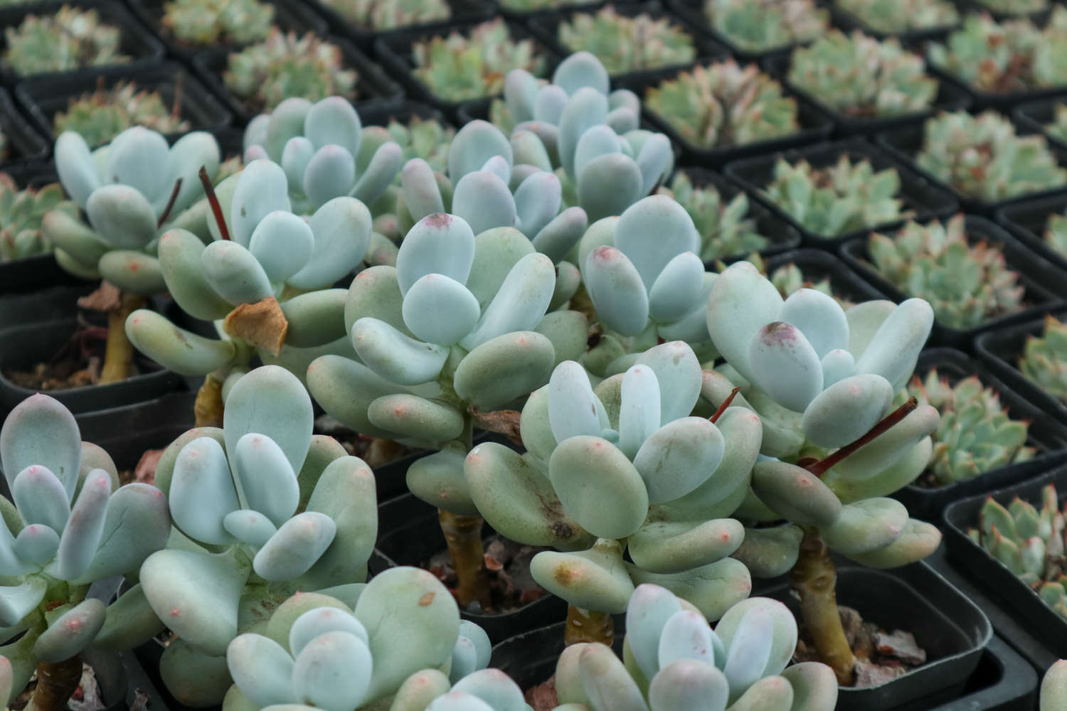 多肉服盆可以浇水吗？