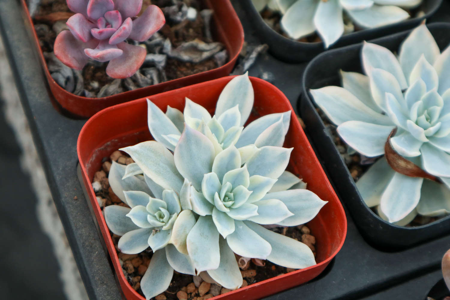 多肉应该多久换一次土