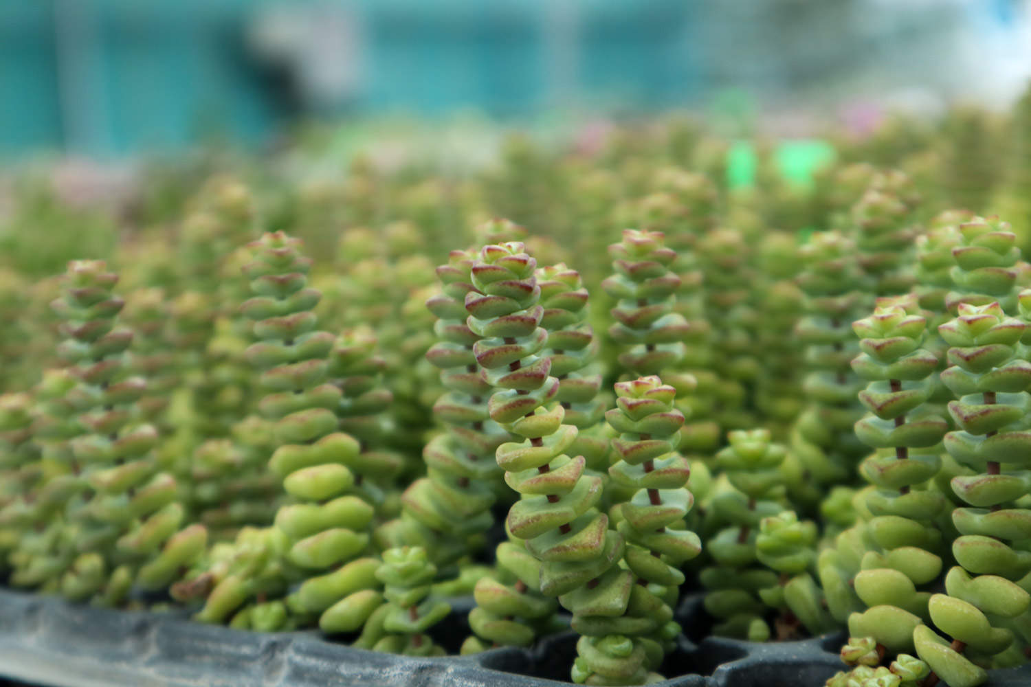 钱串的养殖方法和注意事项