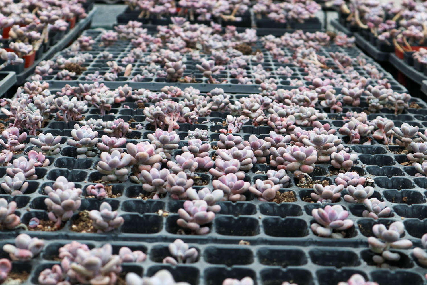 桃蛋怎么施肥，这样做叶片超水嫩！