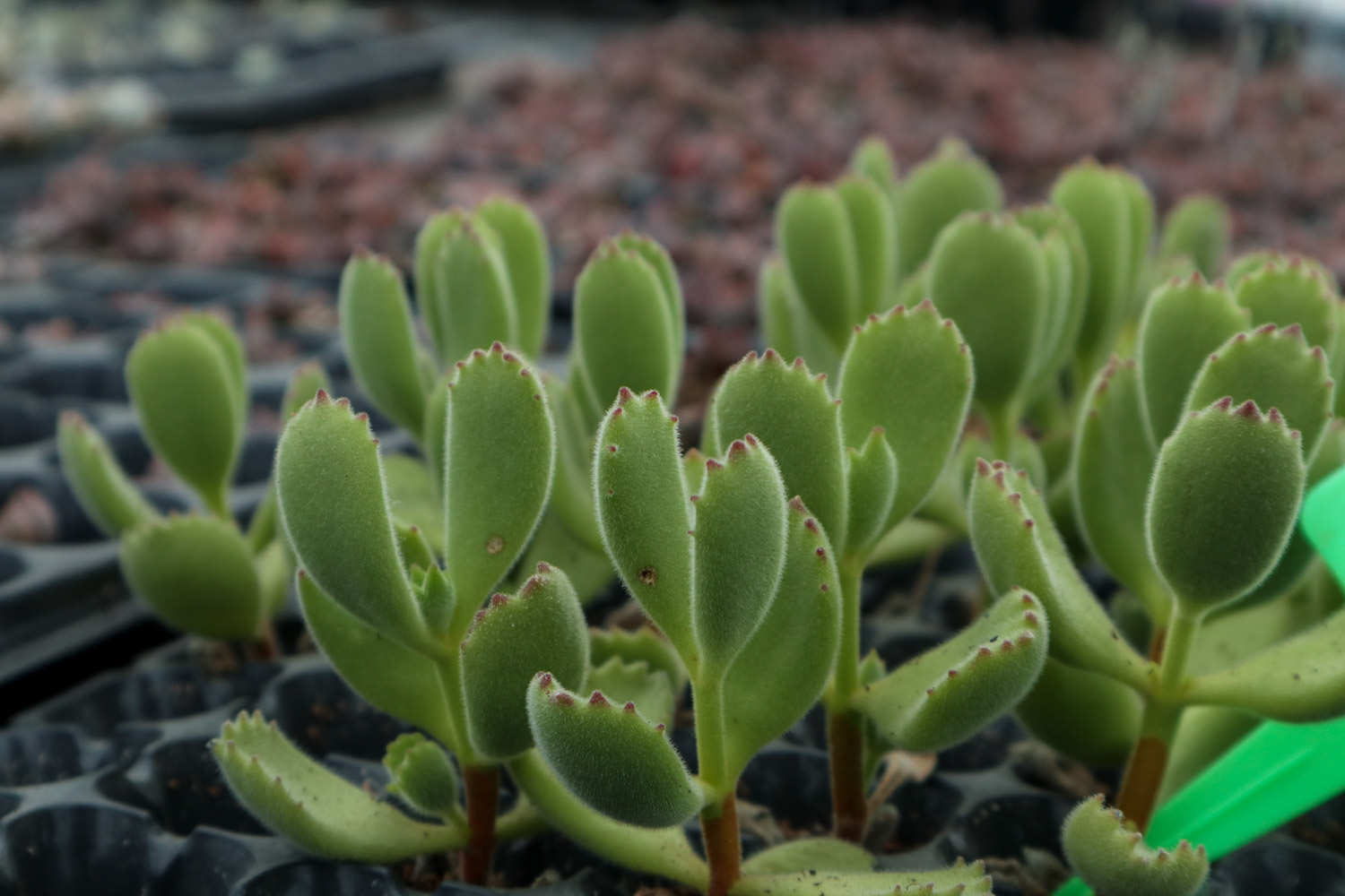 熊童子徒长怎么办