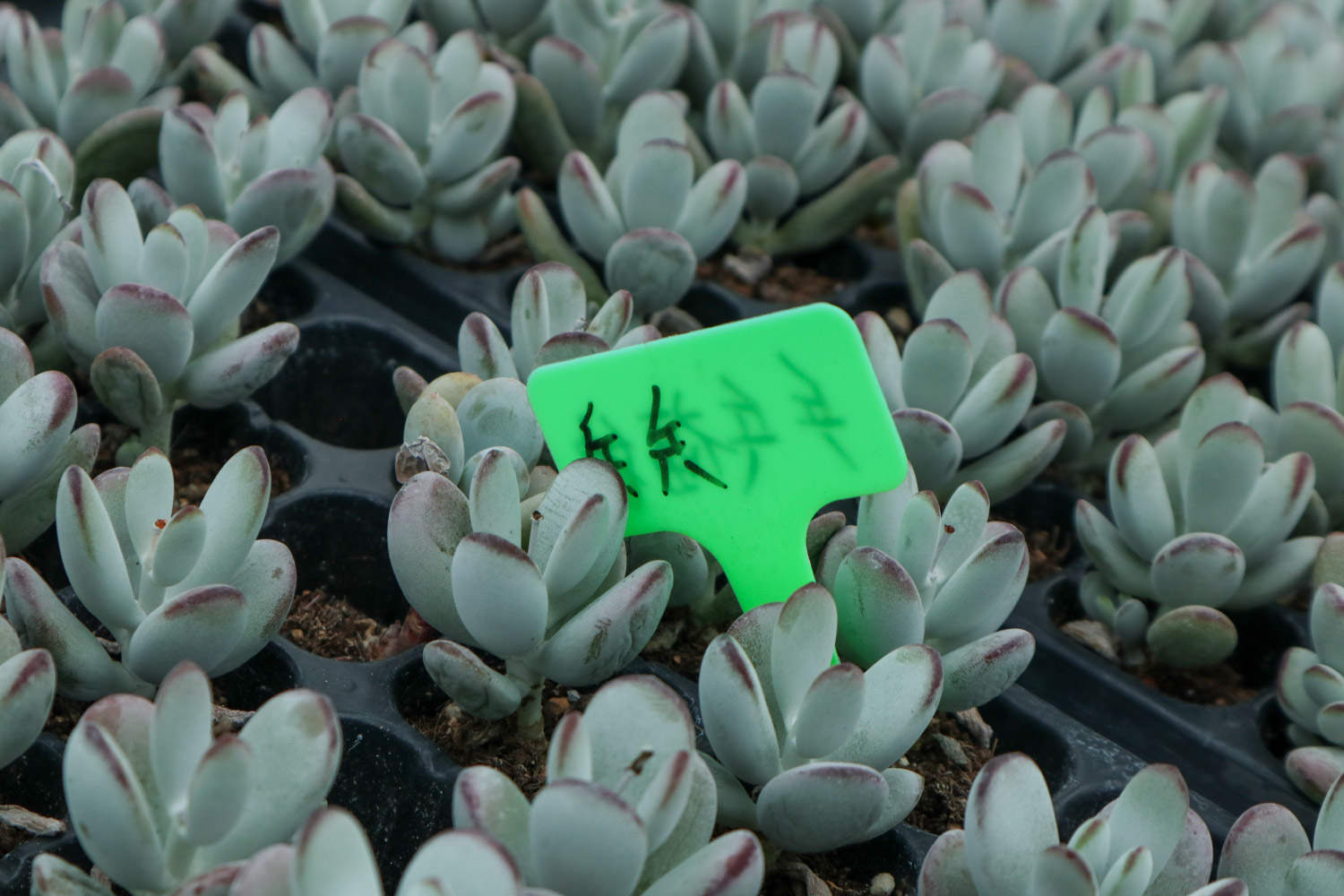 乒乓福娘的养殖方法及注意事项